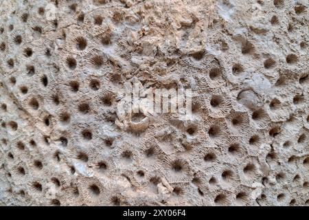 Una vista ravvicinata di una superficie corallina fossilizzata, che mostra numerose piccole impronte circolari che un tempo ospitavano singoli polipi, ora conservati in pietra Foto Stock