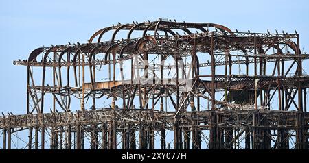 Brighton Regno Unito 27 agosto 2024 - i cormorani prendono il sole sul molo West in rovina a Brighton in una calda mattinata di sole, dato che le temperature si prevede aumenteranno nel Sud Est nei prossimi giorni: Credit Simon Dack / Alamy Live News Foto Stock