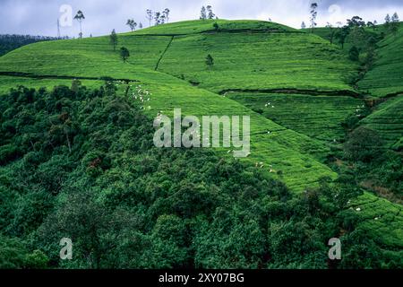 Lavoratori che raccolgono tè in una piantagione di tè sulle colline accanto alla PBC Highway a nord di Nuwara Eliya, nella provincia centrale dello Sri Lanka. Immagine di archivio acquisita nel 2001 Foto Stock
