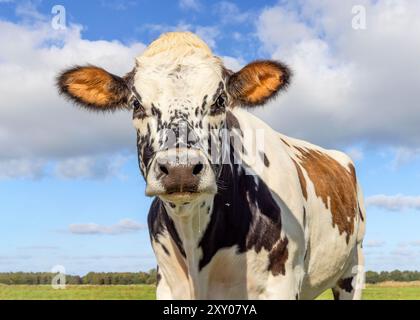 Divertente testa di mucca con orecchie pelose rosse e marroni strisciate e lentigginite, dall'aspetto calmo e amichevole, sfondo blu nuvoloso Foto Stock