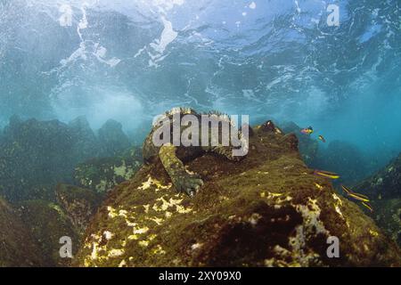 Iguana marina (Amblyrhynchus cristatus), che alimenta alg sott'acqua, Galapagos, Achipelago, Ecuador Foto Stock