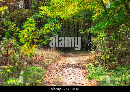 La tranquilla strada sterrata si snoda attraverso una foresta lussureggiante. Percorso attraverso una foresta con alberi e foglie autunnali a terra Foto Stock