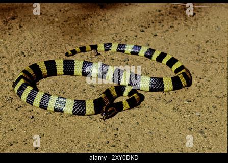 Il krait banded (Bungarus fasciatus) è una specie altamente velenosa di elapidi endemica dell'Asia, dal subcontinente indiano al sud-est asiatico fino a Sout Foto Stock