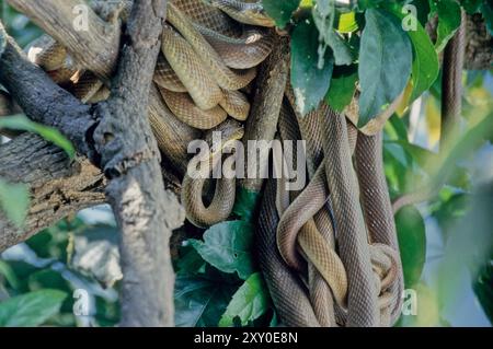 Lycodon capucinus, noto anche come il comune serpente lupo [1], è una specie di serpente colubrificato, che si trova comunemente nell'arcipelago indo-australiano. Foto Stock