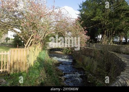 Ciliegio che fiorisce sopra l'Artle Beck a Brookhouse Caton vicino a Lancaster Lancashire Inghilterra Foto Stock