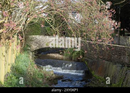 Ciliegio che fiorisce sopra l'Artle Beck a Brookhouse Caton vicino a Lancaster Lancashire Inghilterra Foto Stock