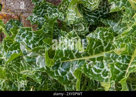 Silybum marianum, foglie variegate di Cardo del latte Foto Stock