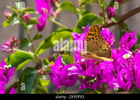 Il Cardinale Fritillario, Argynnis pandora Butterfly su un fiore di Bougainvillea Foto Stock