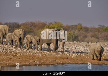 Rinoceronte nero (Diceros bicornis) si dirige verso una mandria di elefanti africani (Loxodonta africana) che si avvicina a una sorgente nel Parco Nazionale di Etosha Foto Stock