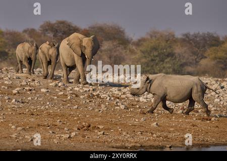 Rinoceronte nero (Diceros bicornis) si dirige verso una mandria di elefanti africani (Loxodonta africana) che si avvicina a una sorgente nel Parco Nazionale di Etosha Foto Stock