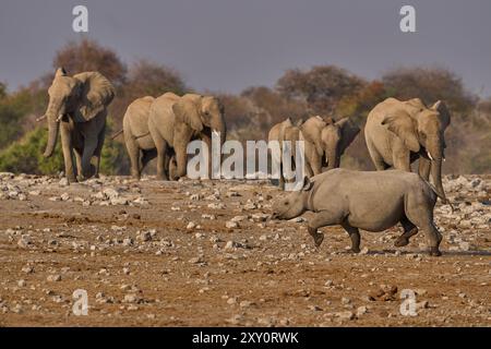 Rinoceronte nero (Diceros bicornis) si dirige verso una mandria di elefanti africani (Loxodonta africana) che si avvicina a una sorgente nel Parco Nazionale di Etosha Foto Stock