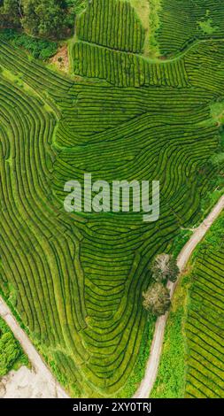 Una splendida fotografia aerea cattura le lussureggianti e vibranti terrazze di tè verde di São Miguel nelle Azzorre, mostrando il paesaggio agricolo unico e. Foto Stock