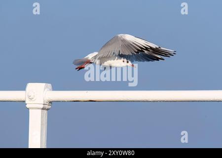 Un Gull dalla testa nera, Chroicocephalus ridibundus, catturato a metà volo su una ringhiera di metallo bianca contro un cielo azzurro Foto Stock