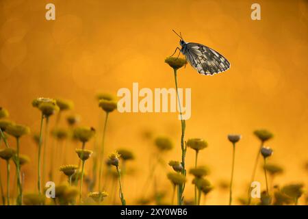 Una farfalla bianca marmorizzata, Melanargia lachesis, arroccata graziosamente in cima a un fiore selvatico su uno sfondo di ricche sfumature dorate, catturate in sunli naturali Foto Stock