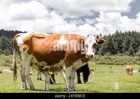 Primo piano di una mucca marrone e bianca che guarda la fotocamera in un pascolo verde e vivace, con altre mucche pascolano sullo sfondo sotto un cielo azzurro. Foto Stock