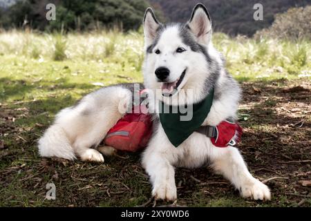 Un allegro Husky siberiano che indossa una bandana verde e uno zaino rosso riposa all'aperto, mostrando un grande sorriso in un'area erbosa, mettendo in risalto il divertimento Foto Stock