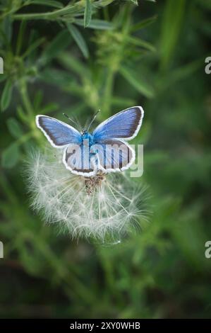 Una delicata farfalla blu poggia graziosamente su un soffio di dente di leone bianco, mostrando intricati motivi alari e colori vivaci attraverso la fotografia macro Foto Stock