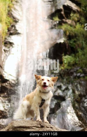 Un incrocio adottato si trova di fronte a un'alta cascata. Il cane è così carino e divertente Foto Stock
