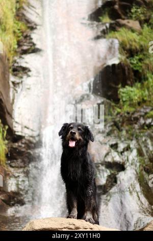 Un incrocio adottato si trova di fronte a un'alta cascata. Il cane è così carino e divertente Foto Stock