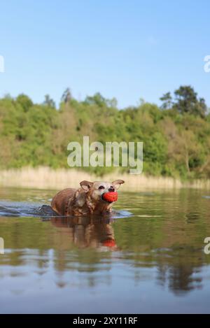 Un cane incrociato marrone nuota con un giocattolo in bocca in un lago circondato da alberi. Foto Stock