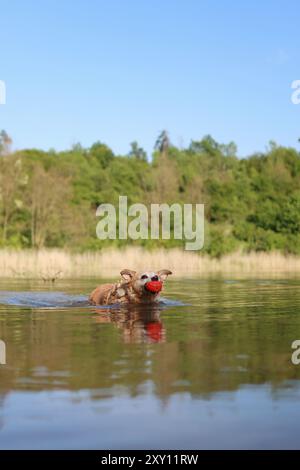 Un cane incrociato marrone nuota con un giocattolo in bocca in un lago circondato da alberi. Foto Stock