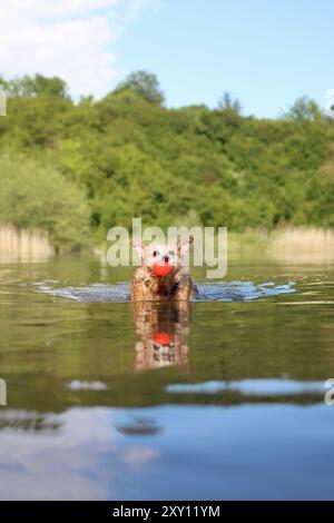 Un cane incrociato marrone nuota con un giocattolo in bocca in un lago circondato da alberi. Foto Stock