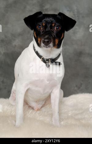 Triste cane da fattoria svedese danese seduto Foto Stock