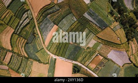 Vista aerea dei campi di frutteto verdi sulle pendici del Monte Sumbing, Giava centrale, Indonesia. Bella e fertile. Foto Stock