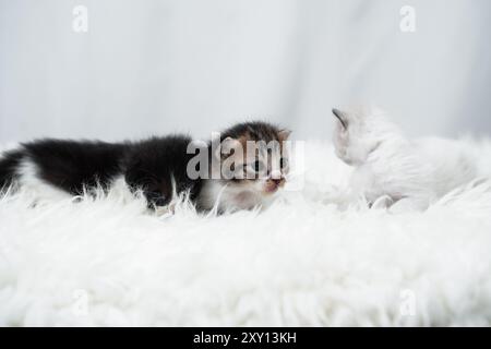 Simpatico gattino che dorme, sbadiglia e si ozia su un tappeto di raspelliccia bianca. Concetto di giornata internazionale dei gatti. Foto Stock