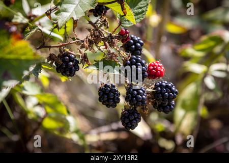 Le more mature sono pronte per la raccolta, in un giorno di agosto di sole Foto Stock