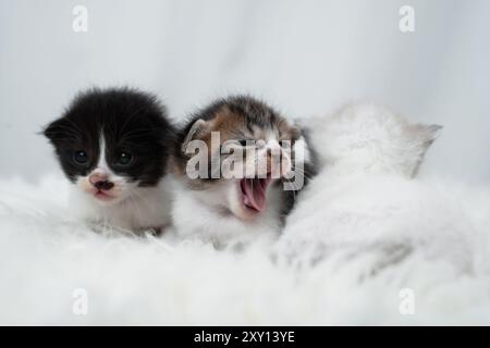 Simpatico gattino che dorme, sbadiglia e si ozia su un tappeto di raspelliccia bianca. Concetto di giornata internazionale dei gatti. Foto Stock