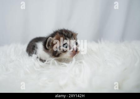 Simpatico gattino che dorme, sbadiglia e si ozia su un tappeto di raspelliccia bianca. Concetto di giornata internazionale dei gatti. Foto Stock