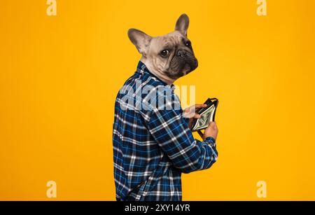 Un Bulldog francese che indossa una camicia in flanella controlla il suo portafoglio Foto Stock