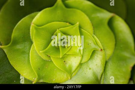 Foto macro in primo piano che cattura i dettagli intricati di una pianta, evidenziando la trama, il colore e i motivi delicati della sua struttura naturale Foto Stock