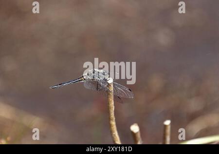 Black Darter Dragonfly maschio - Sympetrum danae, Somerset, Regno Unito Foto Stock