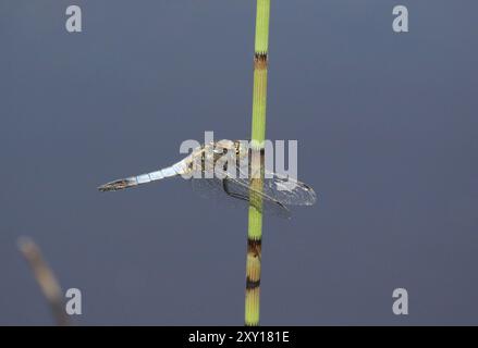 Skimmer Dragonfly dalla coda nera, maschio - Orthetrum cancellatum, Somerset, Regno Unito Foto Stock