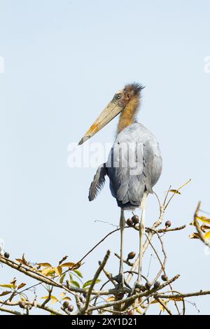 Aiutante minore (Leptoptilos javanicus) appollaiato su un ramo Foto Stock