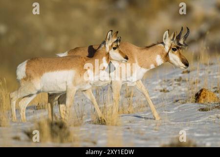 Antilope del pronghorn maschio adulto e giovanile (Antilocapra americana) Foto Stock