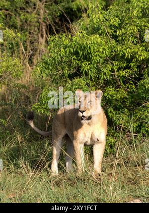 Lion (Panthero leo), Murchison Falls National Park, Uganda africa Foto Stock