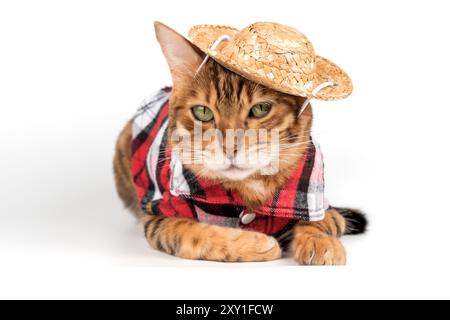 Divertente gatto del bengala in camicia e cappello. Gatto in abiti isolati su bianco. Foto Stock