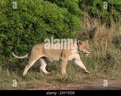 Lion (Panthero leo), Murchison Falls National Park, Uganda africa Foto Stock