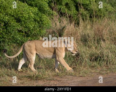 Lion (Panthero leo), Murchison Falls National Park, Uganda africa Foto Stock