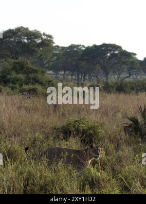 Lion (Panthero leo), Murchison Falls National Park, Uganda africa Foto Stock