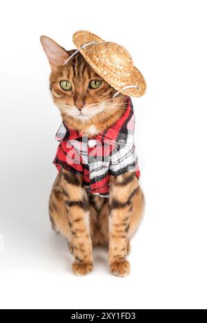 Divertente gatto del bengala in camicia e cappello. Gatto in abiti isolati su bianco. Foto Stock