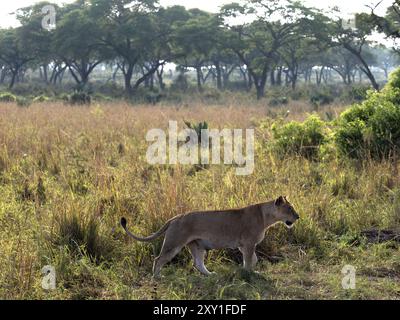 Lion (Panthero leo), Murchison Falls National Park, Uganda africa Foto Stock