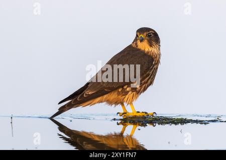 L'acqua potabile del merlino (Falco columbarius) Foto Stock