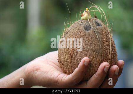 Germoglio di cocco tenuto in mano su uno sfondo verde naturale Foto Stock