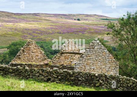Vecchia capanna in pietra abbandonata in rovina accanto a un muro di pietra secca a Commondale, North York Moors con erica viola in fiore sulla brughiera alle spalle. Foto Stock