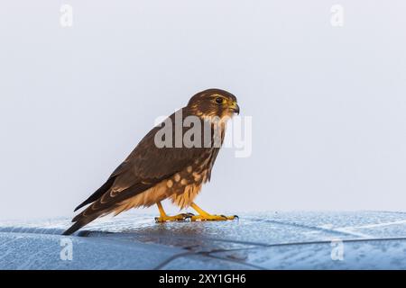 L'acqua potabile del merlino (Falco columbarius) Foto Stock