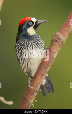 Acorn Woodpecker (Melanerpes formicivorus) Foto Stock